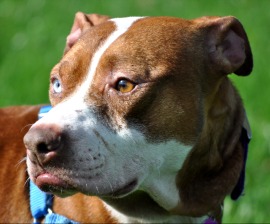 End Dogfighting Program Expands to Philadelphia