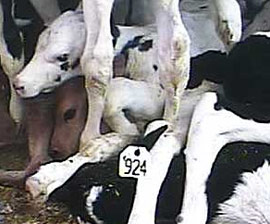 Pressing Forward to Protect Calves from Abuse