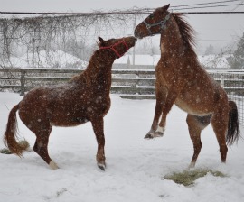 Rescued horses in snow