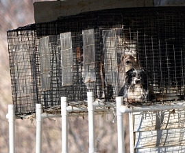 Dogs at Missouri puppy mill Windsong Kennels