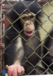 Young chimpanzee at New Iberia Research Center