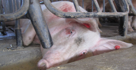 Pig confined to gestation crate at Smithfield subsidiary