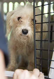 Dog rescued from puppy mill