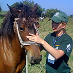 Horse receives care in Haiti