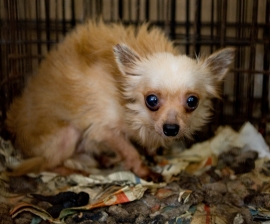 Dog before being rescued from a puppy mill