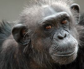Mistreatment of Chimpanzees Is No Joke