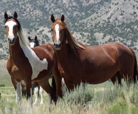A Gleam of Hope for Our Wild Horses