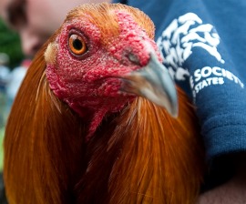 Feeble Laws Allow Cockfighting Cruelty to Persist