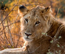 Saving African Lions from Extinction