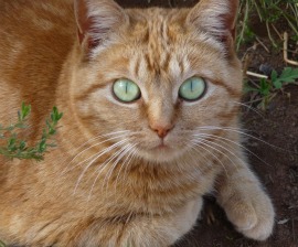 Orange feral cat at the Fund for AnimalsWildlife Center