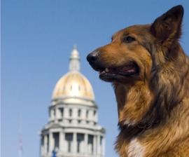Shepherd dog by state Capitol building
