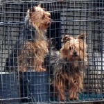 Dogs at a Missouri puppy mill in 2010