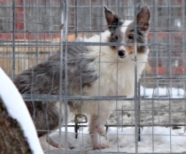 A dog in the snow at a Missouri puppy mill in 2010