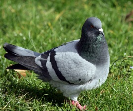 Pigeon Shoots a Black Eye for Pennsylvania