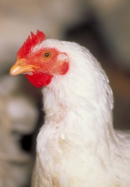 News from India: A Better Day for Millions of Hens