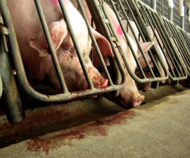 Breeding sows in gestation crates at a Smithfield Foods subsidiary in 2010