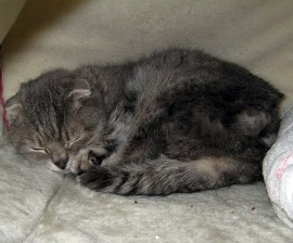 Gray cat sleeping in aftermath of disasters in Japan