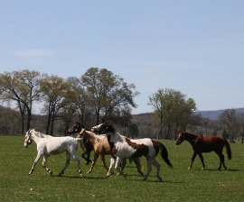Rescued horses in Arkansas pasture