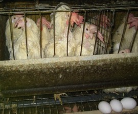 Iowa egg factory farm investigation in 2010