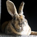 Pet rabbit named Topper