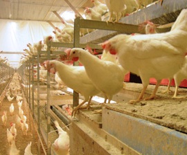Chickens at a cage-free facility