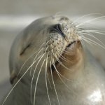 Sea lion with eyes closed