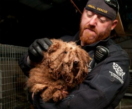 Severely matted dog rescued from a Tennessee puppy mill by The HSUS