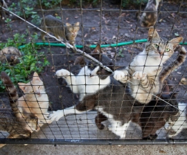 Cats rescued from a hoarding situation in Florida in 2011
