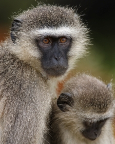 Vervet monkeys - iStockphoto