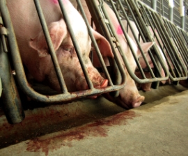 Factory Farming’s Toll on the Environment