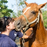 Horse helped by The HSUS after Hurricane Irene