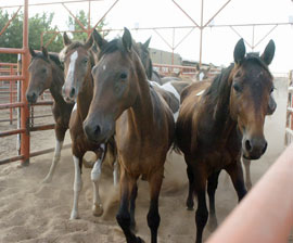 Another Step to Crack Down on Horse Slaughter Abuses