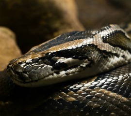 Burmese python - credit William Warby