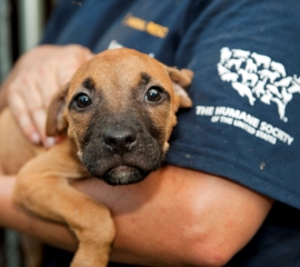 HSUS rescue from a dogfighting operation in North Carolina