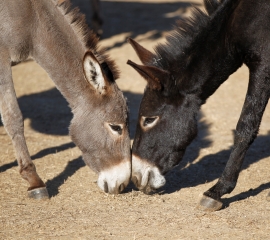 Two donkeys airlifted from Hawaii to California sanctuary