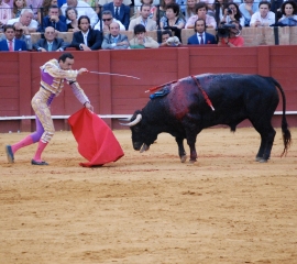 Bullfight in Spain - Help end bullfighting
