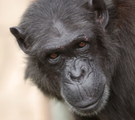 Chimpanzee closeup