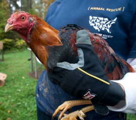 Rooster seized from suspected cockfighting operation in New York