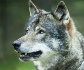 The Failure of Wolf Reintroduction