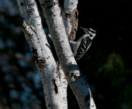 Woodpecker at a Humane Society Wildlife Land Trust sanctuary