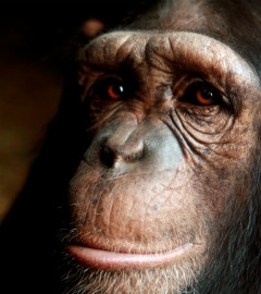 Chimpanzee - iStockphoto