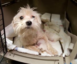 Saving More than 500 Suffering Dogs in Canada