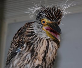 Heron bad hair