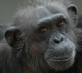 Kitty, one of the chimpanzees at the Cleveland Amory Black Beauty Ranch
