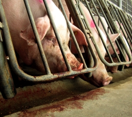 Pigs in gestation crates at a farm owned by a Smithfield Foods subsidiary in 2010