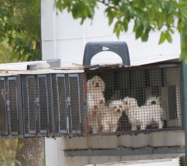 Dogs at a puppy mill linked with the online broker Purebred Breeders