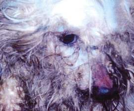A matted white dog at Missouri puppy mill S&S Family Puppies