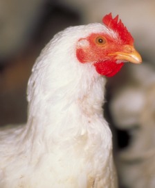 Breaking News: Landmark Agreement to Help Millions of Hens