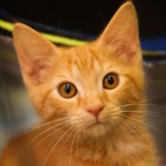 An orange kitten, one of nearly 700 cats rescued in Florida by The HSUS