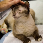 A blind Siamese cat, one of nearly 700 cats rescued in Florida by The HSUS